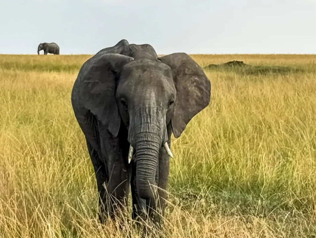The First Time You See an Elephant in the Wild