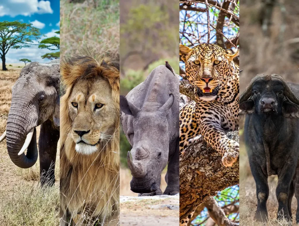The Big Five — and the Moments Between Them We Loved Even More
