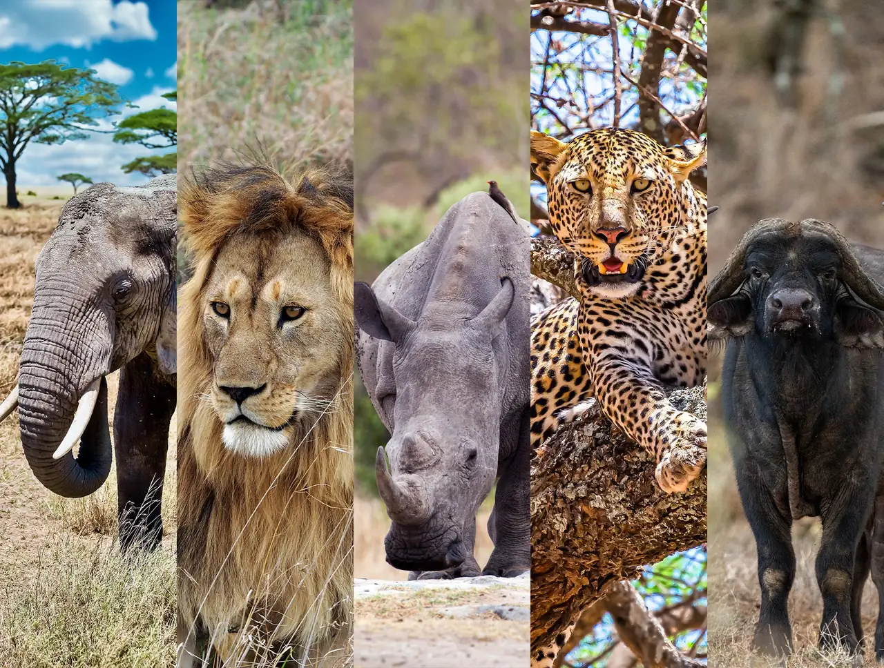 The Big Five — and the Moments Between Them We Loved Even More